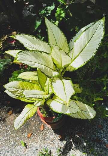 FRM402-FARMACOGNOSIA II (FRM) - G1-LAB/2026