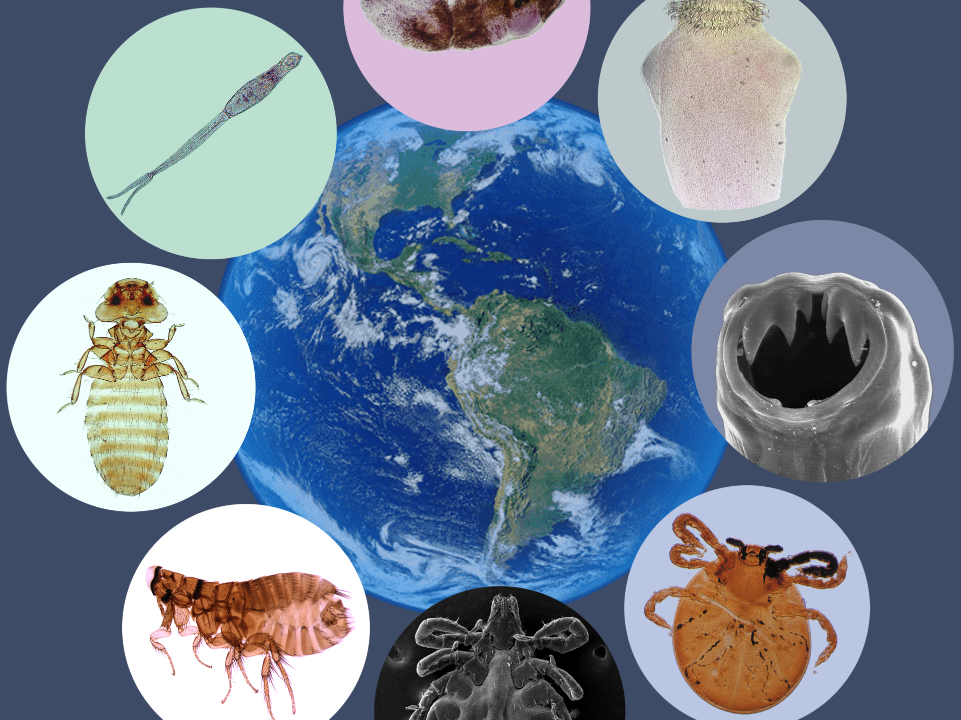 BQM301-PARASITOLOGIA GENERAL (BQM) - G1/2026