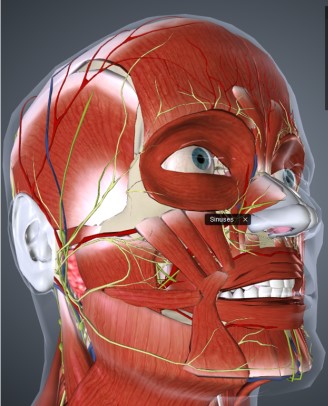 MOR101-ANATOMIA HUMANA Y ESTOMATOLOGICA (ODO) - G2/2026