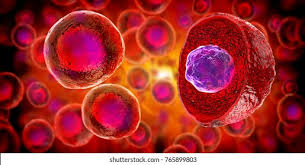 MOR102-EMBRIOLOGIA E HISTOLOGIA ESTOMATOLOGICA (ODO) - G5/2026