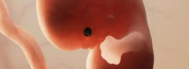 MOR102-EMBRIOLOGIA E HISTOLOGIA ESTOMATOLOGICA (ODO) - G3/2026