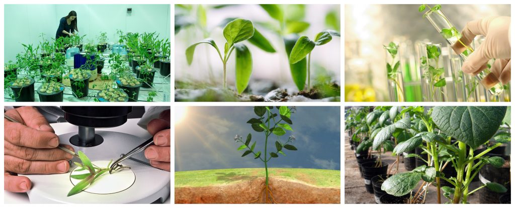 IAG203-FISIOLOGIA VEGETAL (IAG) - G1/2025