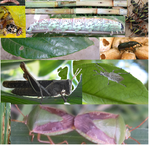 IAP104-ZOOLOGIA AGRICOLA (IAB) - G1/2025