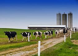 AUD330-CONTABILIDAD AGROPECUARIA (AUD) - G4/2025